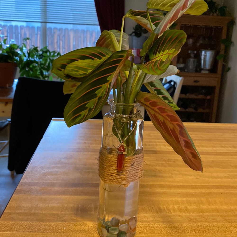Plant